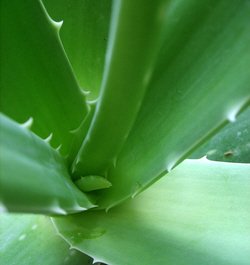 Aloe Vera Constipation Remedy