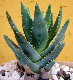 Aloe Vera Picture