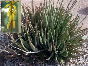 how to grow aloe vera